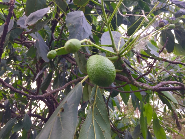 果樹転作でアボカド栽培は有効か!?果樹転作の視点でアボカド栽培の魅力を探る|画像1