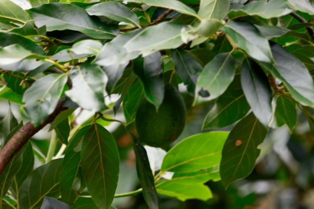 果樹転作でアボカド栽培は有効か!?果樹転作の視点でアボカド栽培の魅力を探る|画像2