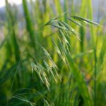 おとり作物としてのエンバクが効果を発揮するメカニズム｜画像１