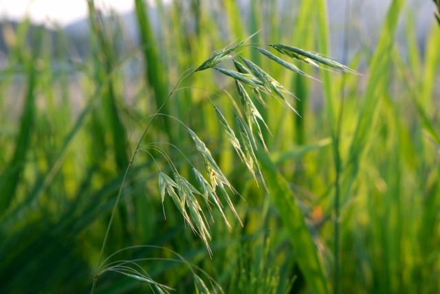 おとり作物としてのエンバクが効果を発揮するメカニズム｜画像１