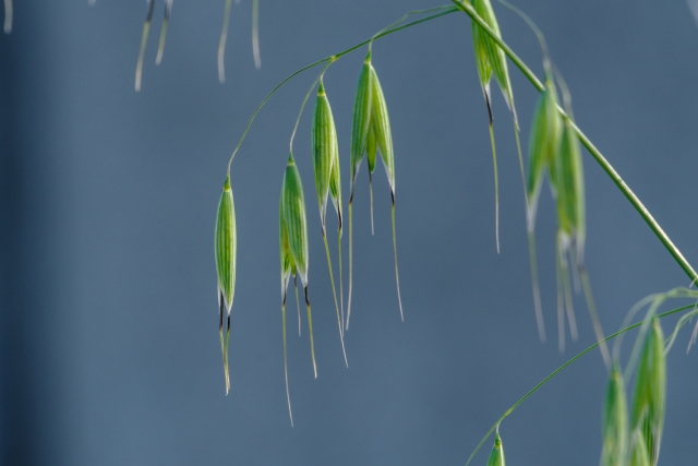おとり作物としてのエンバクが効果を発揮するメカニズム｜画像２