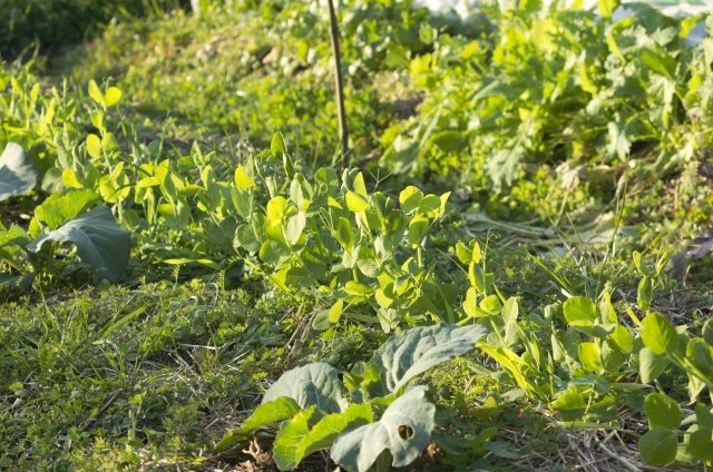 ノー・ディグ農法とは。ノー・ディグ農法の基本と効果、メリット・デメリットについて｜画像２