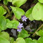コナギってどんな雑草。コナギの特徴と除草のコツを紹介｜画像１
