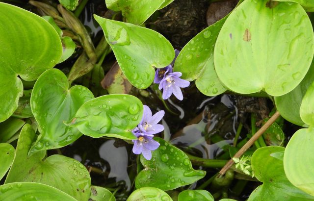 コナギってどんな雑草。コナギの特徴と除草のコツを紹介
