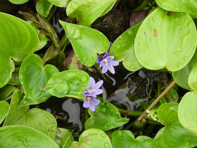 コナギってどんな雑草。コナギの特徴と除草のコツを紹介｜画像１