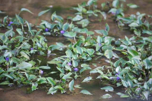 コナギってどんな雑草。コナギの特徴と除草のコツを紹介｜画像３