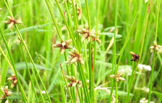 ホタルイってどんな雑草。ホタルイの特徴と除草のコツを紹介とは