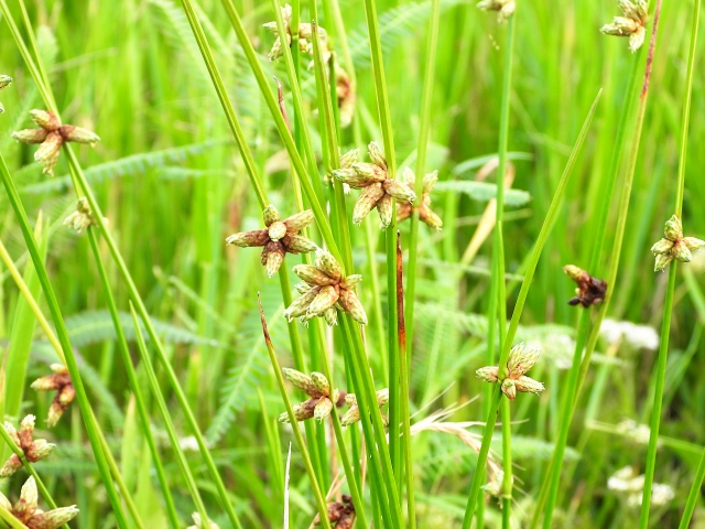 ホタルイってどんな雑草。ホタルイの特徴と除草のコツを紹介｜画像１