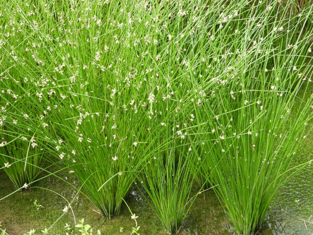 ホタルイってどんな雑草。ホタルイの特徴と除草のコツを紹介｜画像３