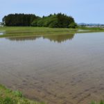 水田の雑草抑制技術まとめ。深水代かき、米ぬか散布ほか。｜画像１