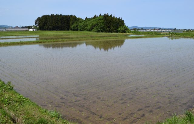 水田の雑草抑制技術まとめ。深水代かき、米ぬか散布ほか。