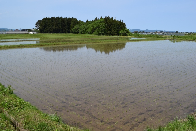 水田の雑草抑制技術まとめ。深水代かき、米ぬか散布ほか。｜画像１