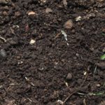 土壌中にはどんな生物がいるのか。土壌動物、細菌、放線菌、糸状菌など｜画像１