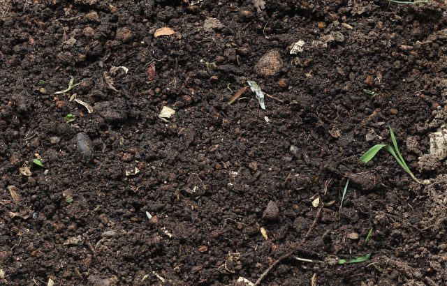 土壌中にはどんな生物がいるのか。土壌動物、細菌、放線菌、糸状菌など