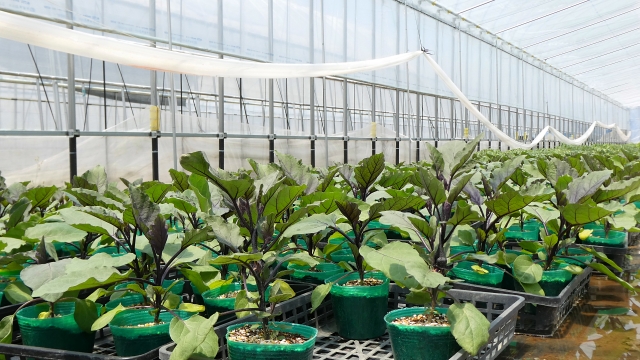 農薬の使用量をなるべく減らすために。苗から定植までの病害虫防除の最適タイミングとは。｜画像２