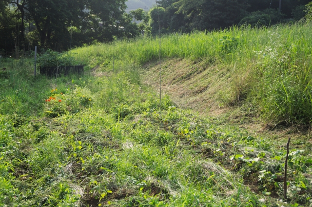 不耕起栽培に適した土とそうでない土の違いは何か。|画像2