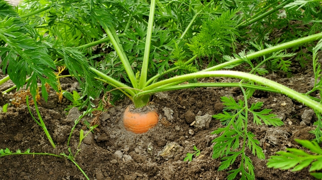 あらためて知っておきたい、植物の「根」のはたらき｜画像２