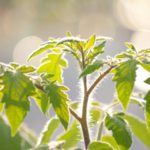 今さら聞けない、作物に使われた農薬はいつまで残るのか？どうなるの？