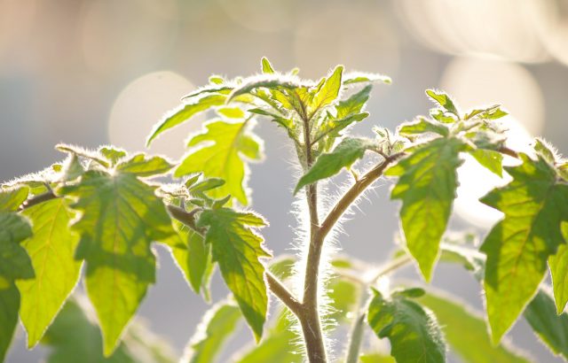今さら聞けない、作物に使われた農薬はいつまで残るのか？どうなるの？
