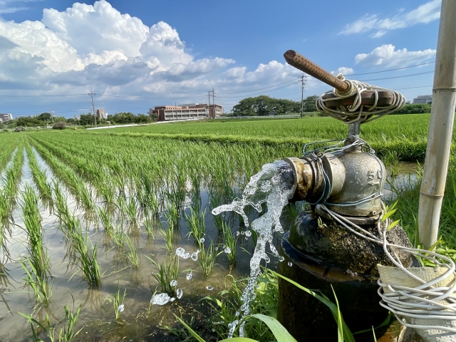 集中豪雨が増える今、潅水はどう考える?大雨前後の水管理|画像2