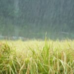 集中豪雨が増える今、潅水はどう考える？大雨前後の水管理