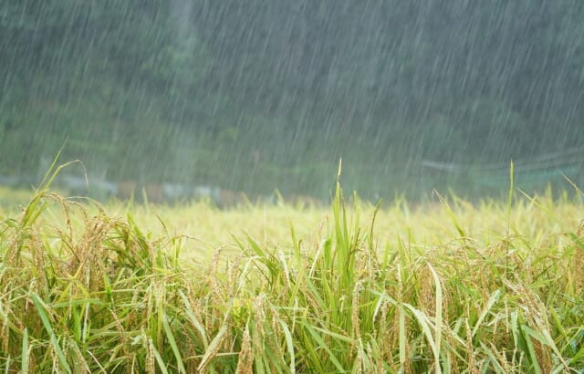 集中豪雨が増える今、潅水はどう考える？大雨前後の水管理