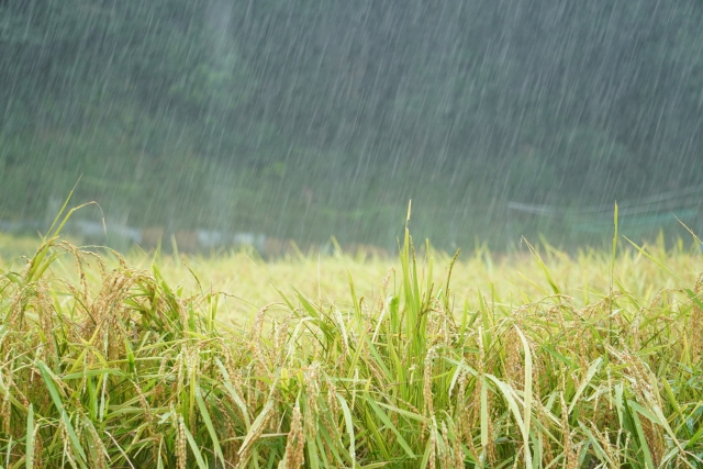 集中豪雨が増える今、潅水はどう考える?大雨前後の水管理|画像1