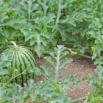 つるぼけはなぜ起こる？窒素過多との関係｜画像１