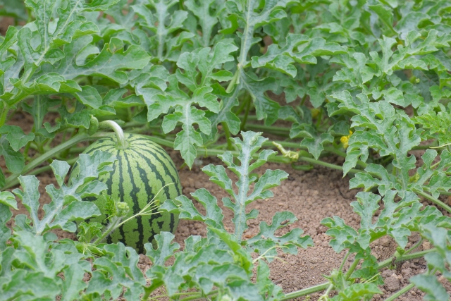 つるぼけはなぜ起こる？窒素過多との関係｜画像１