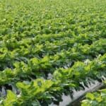 長日植物・短日植物・中性植物とは？光周性、春化とは何か。｜画像１