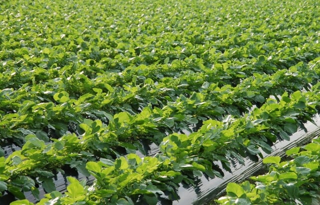 長日植物・短日植物・中性植物とは？光周性、春化とは何か。