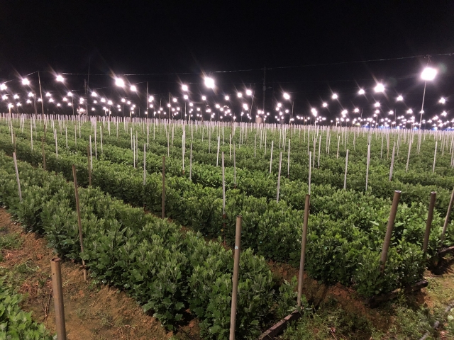 長日植物・短日植物・中性植物とは？光周性、春化とは何か。｜画像３