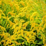 今さら聞けない、アレロパシーとは？｜画像１