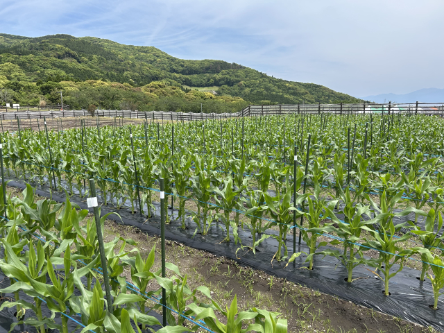 積算温度とは?開花日や収穫適期の予測に使われる理由|画像2