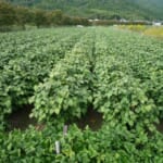 ダイズの青立ち・裂皮粒とは。なぜ起こる？