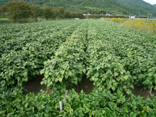ダイズの青立ち・裂皮粒とは。なぜ起こる?|画像1