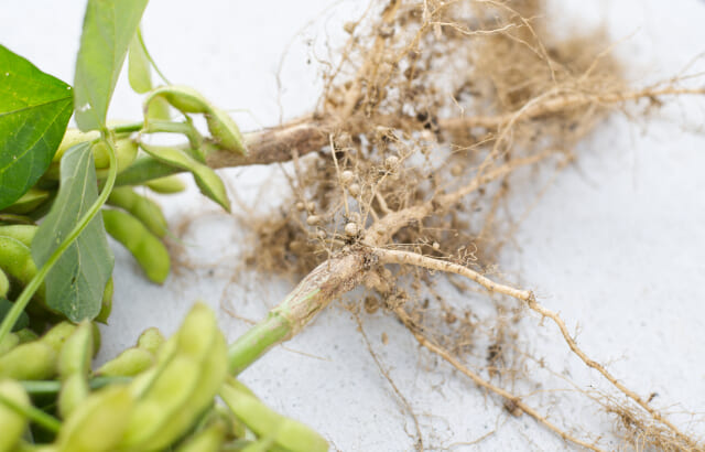 ダイズと根粒菌の共生の重要性。農作物にも環境問題にも影響を及ぼす！？