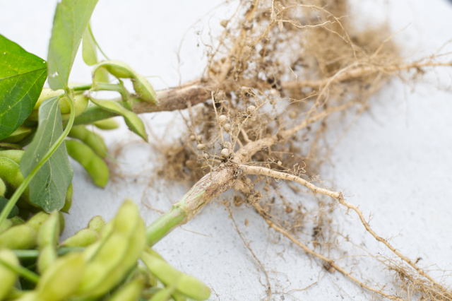 ダイズと根粒菌の共生の重要性。農作物にも環境問題にも影響を及ぼす!?|画像1