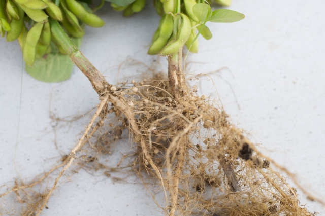 ダイズと根粒菌の共生の重要性。農作物にも環境問題にも影響を及ぼす!?|画像2