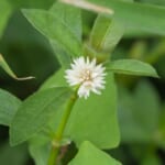 ナガエツルノゲイトウはなぜ防除しにくい？水田で被害を広げないための防除策とは｜画像１